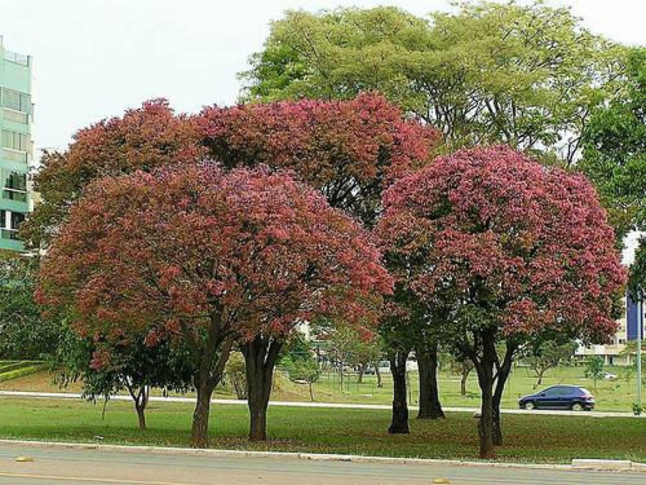 Арункус Камчатский