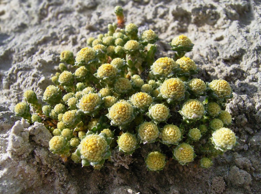 Sempervivum arachnoideum