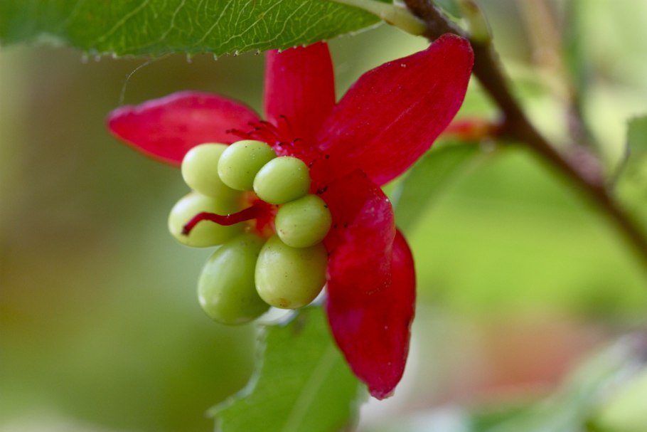 Охна многоцветковая