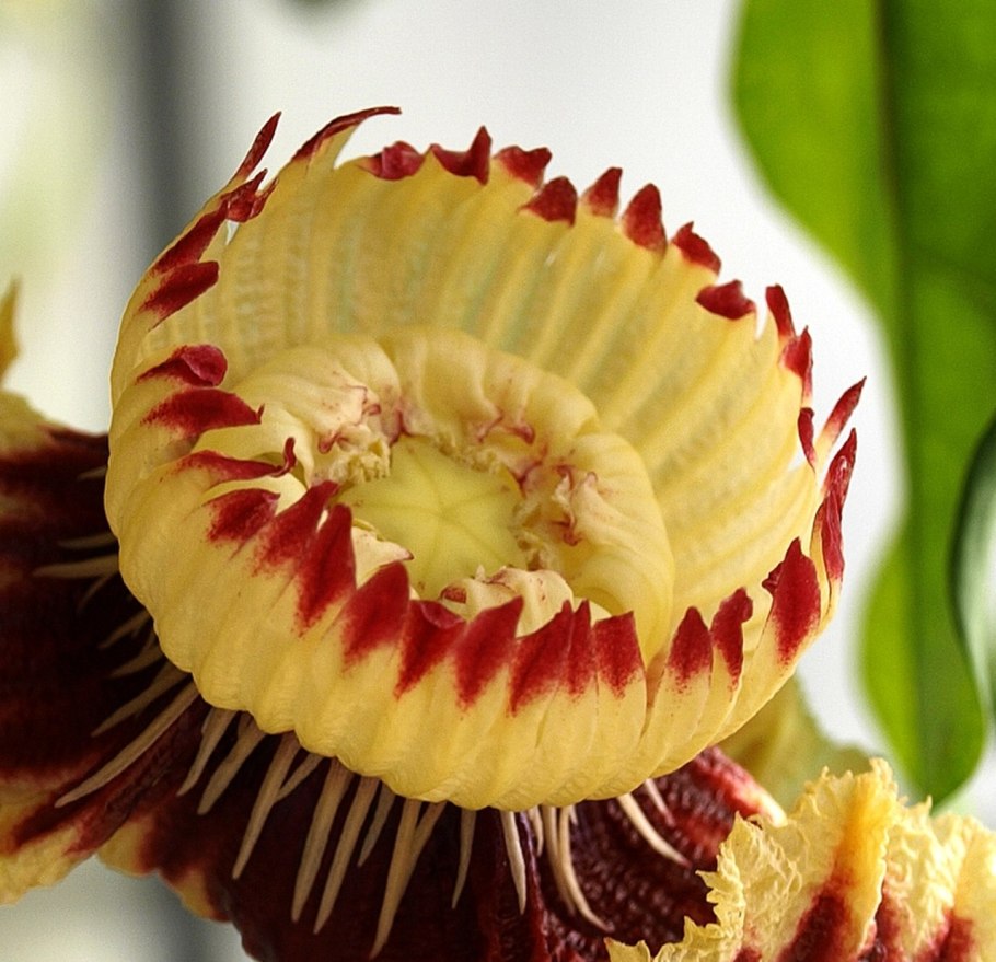 Сапукая райское дерево