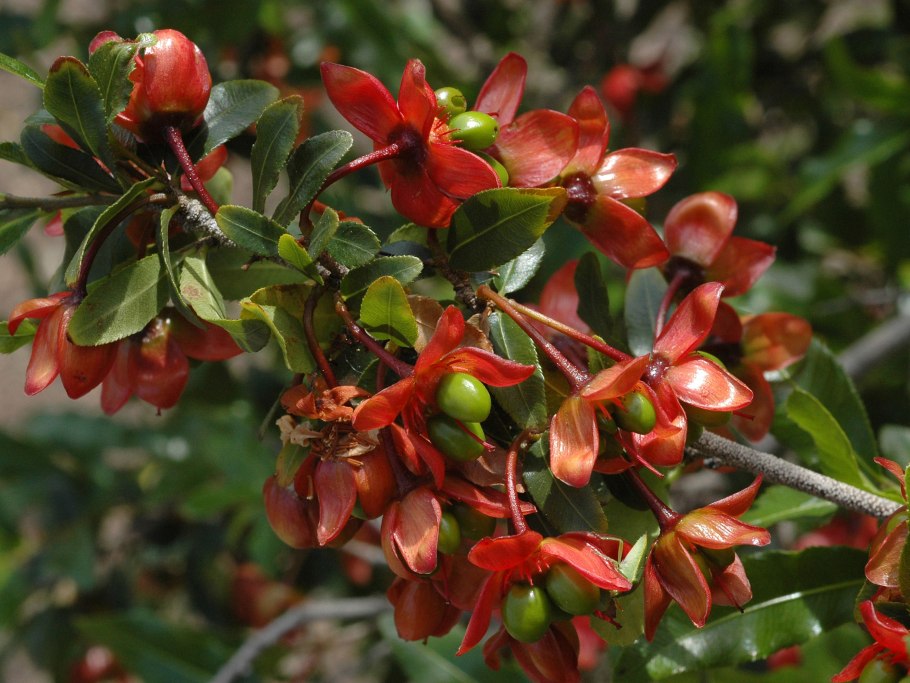 Ochna serrulata