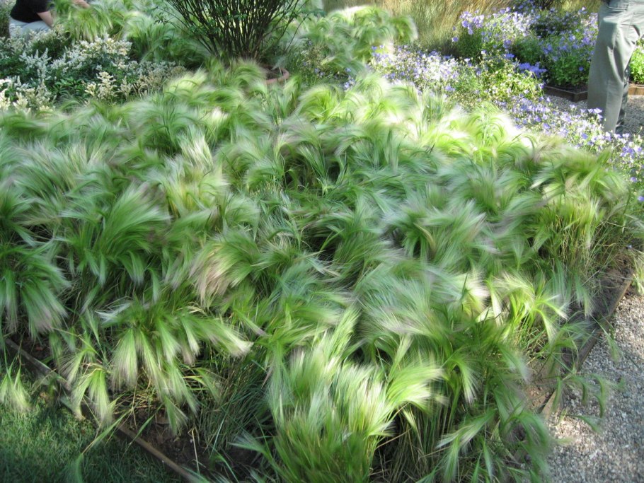 Ячмень гривастый hordeum jubatum