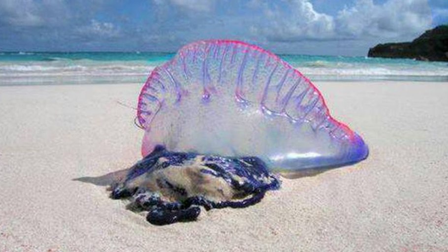 Лимонник китайский (Schisandra chinensis)