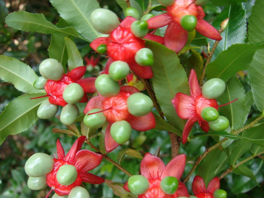Ochna serrulata