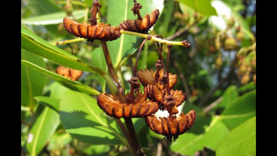 Medusagyne oppositifolia