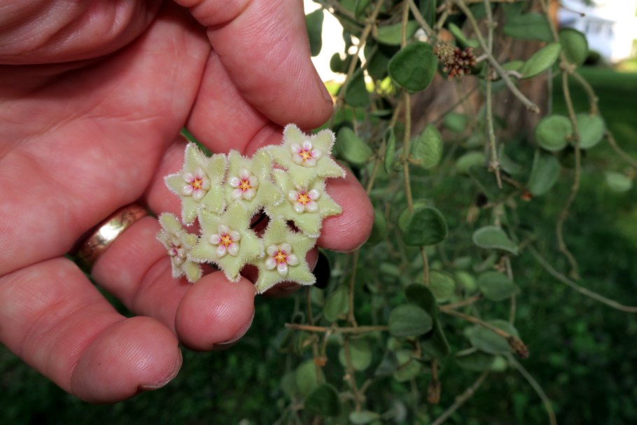 Хойя серпенс hoya serpens