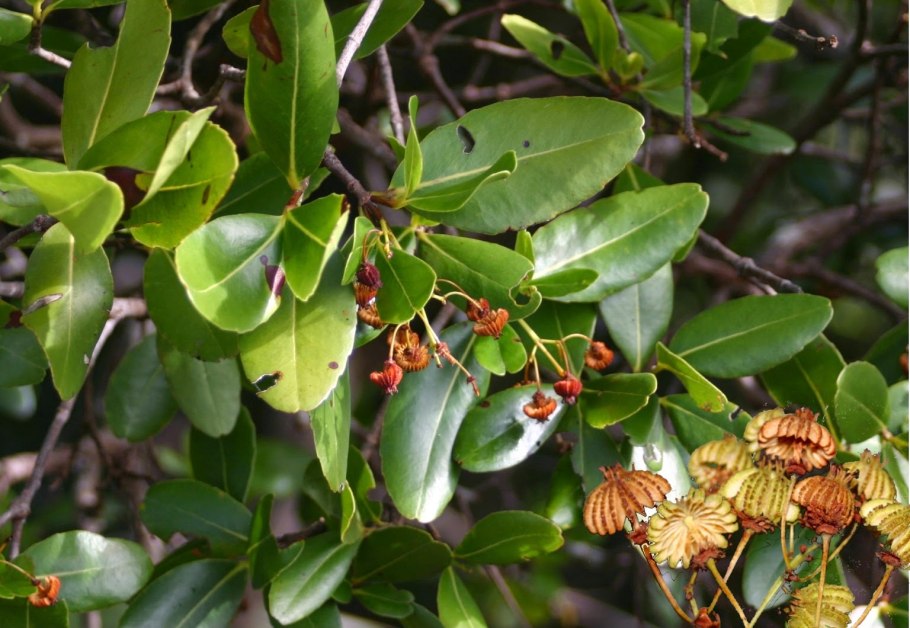 Медузагина растение