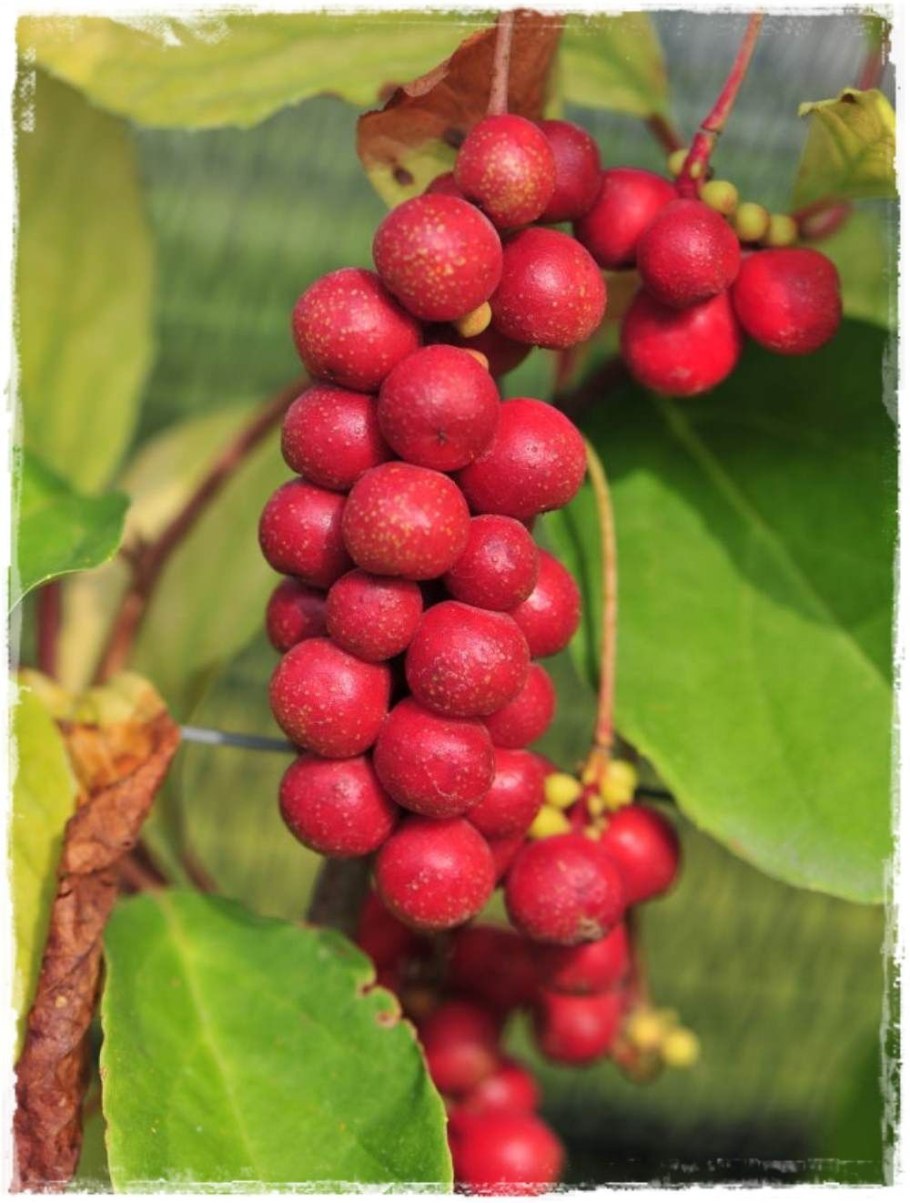 Озеро медуз Палау