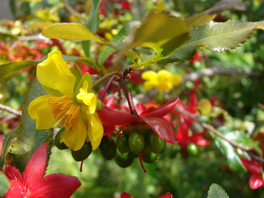 Ochna integerrima