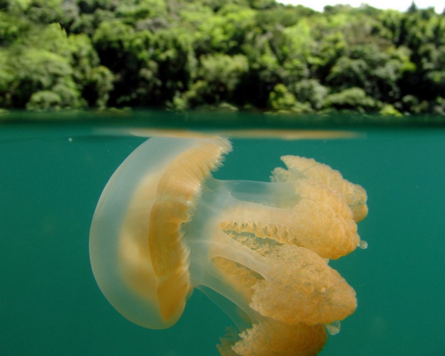 Сцифоидные медузы