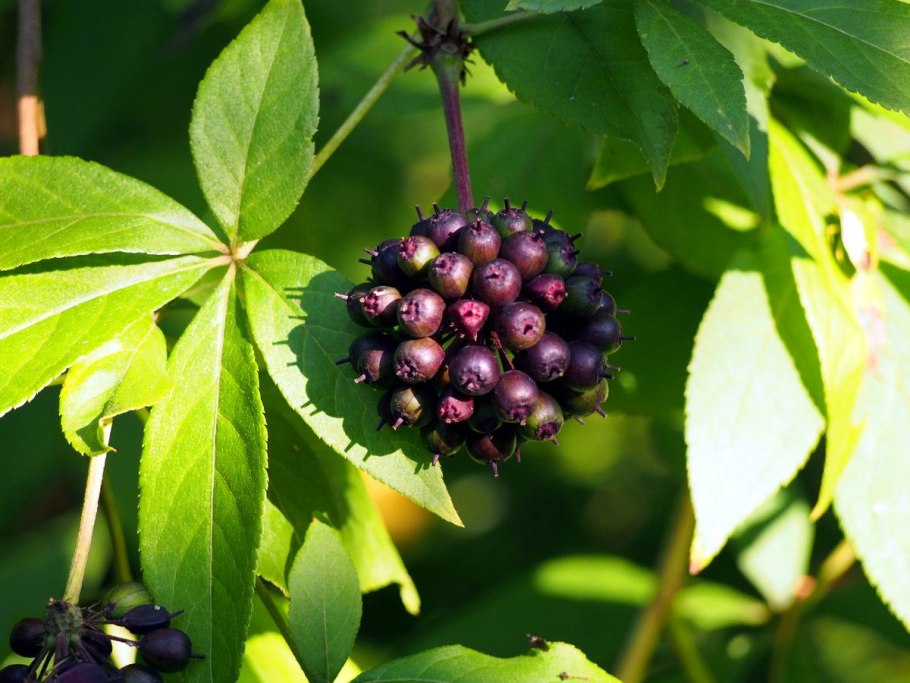 Кардиокринум Глена