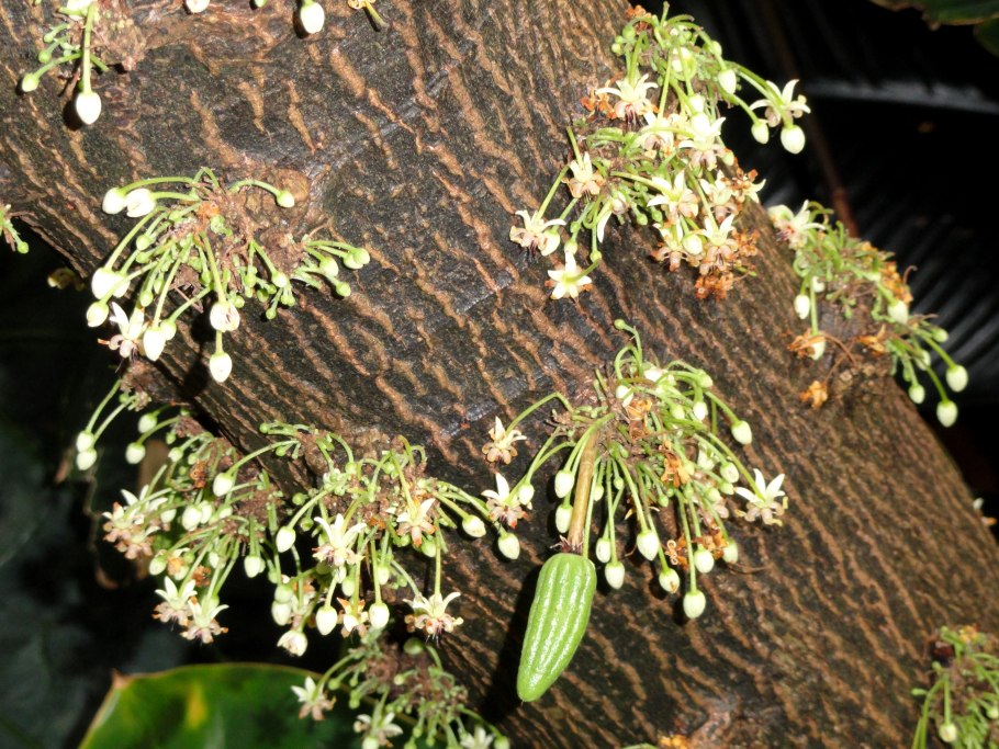 Theobroma cacao