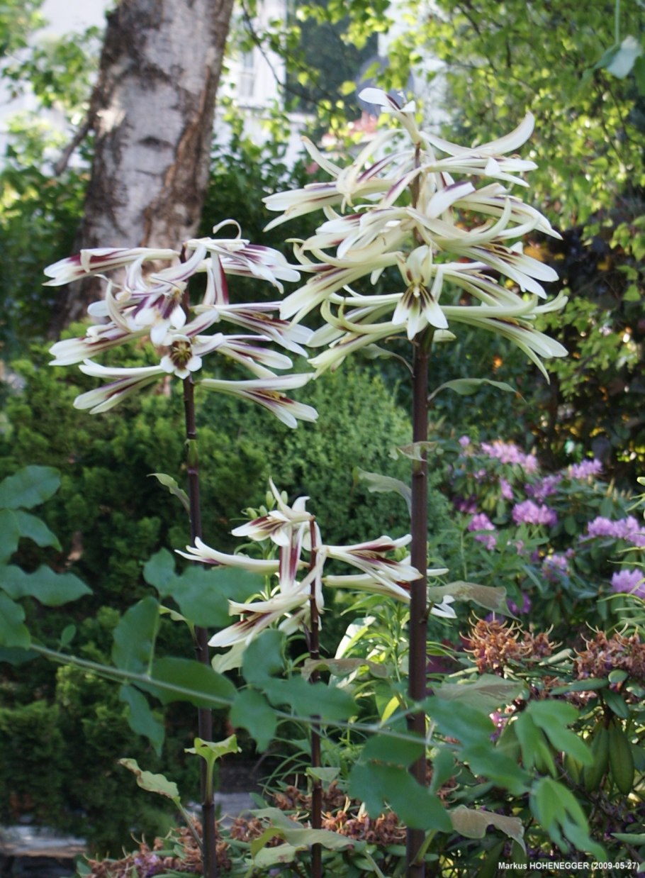 Кардиокринум глена