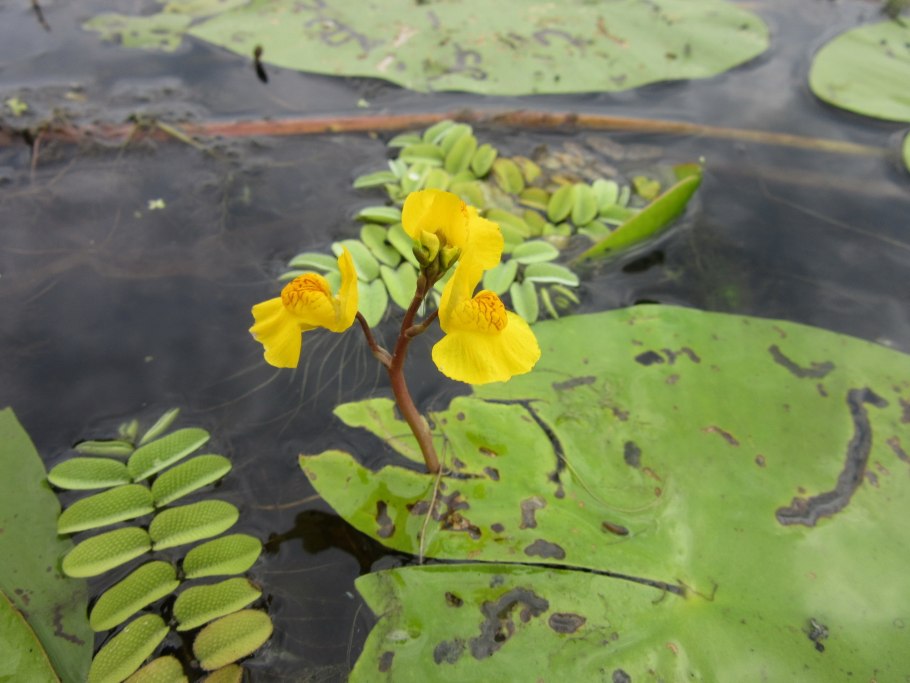 Пузырчатка болотная