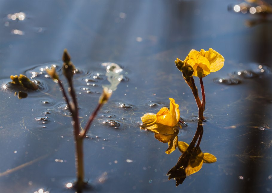 Utricularia australis