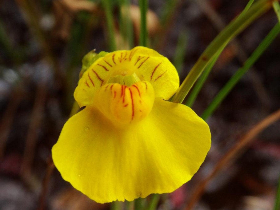 Utricularia sandersonii