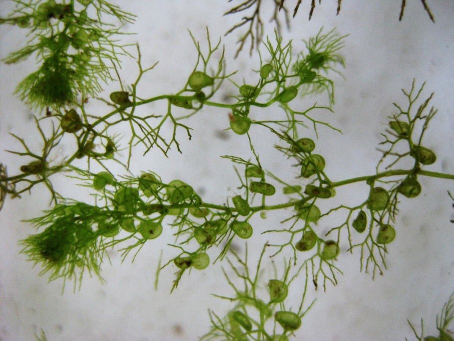 Utricularia Aurea-пузырчатка Золотая