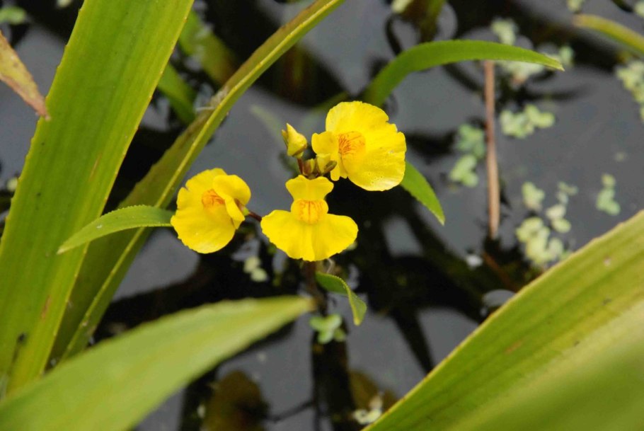 Utricularia sandersonii