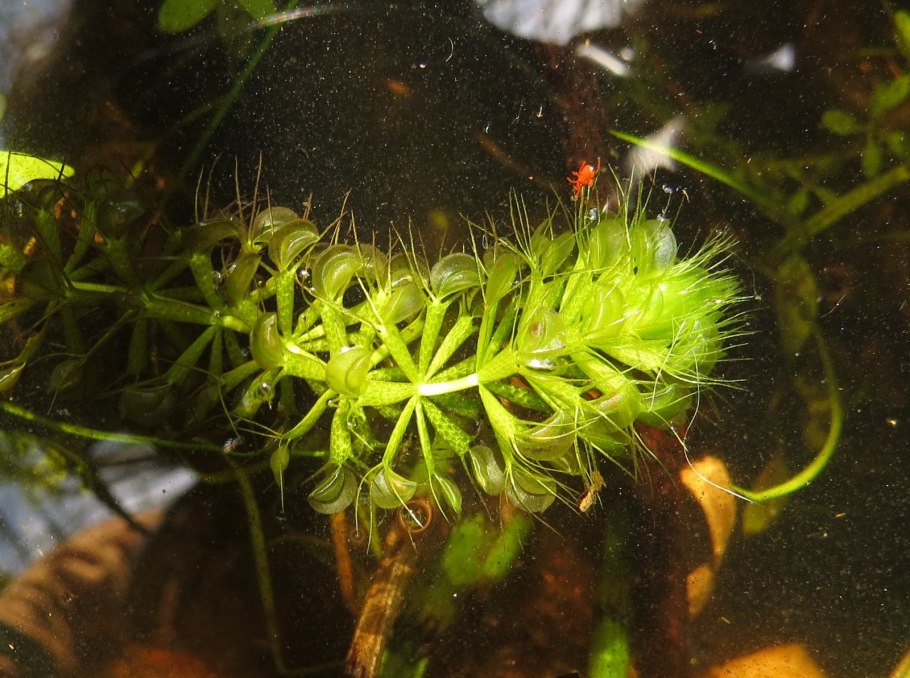 Альдрованда пузырчатая