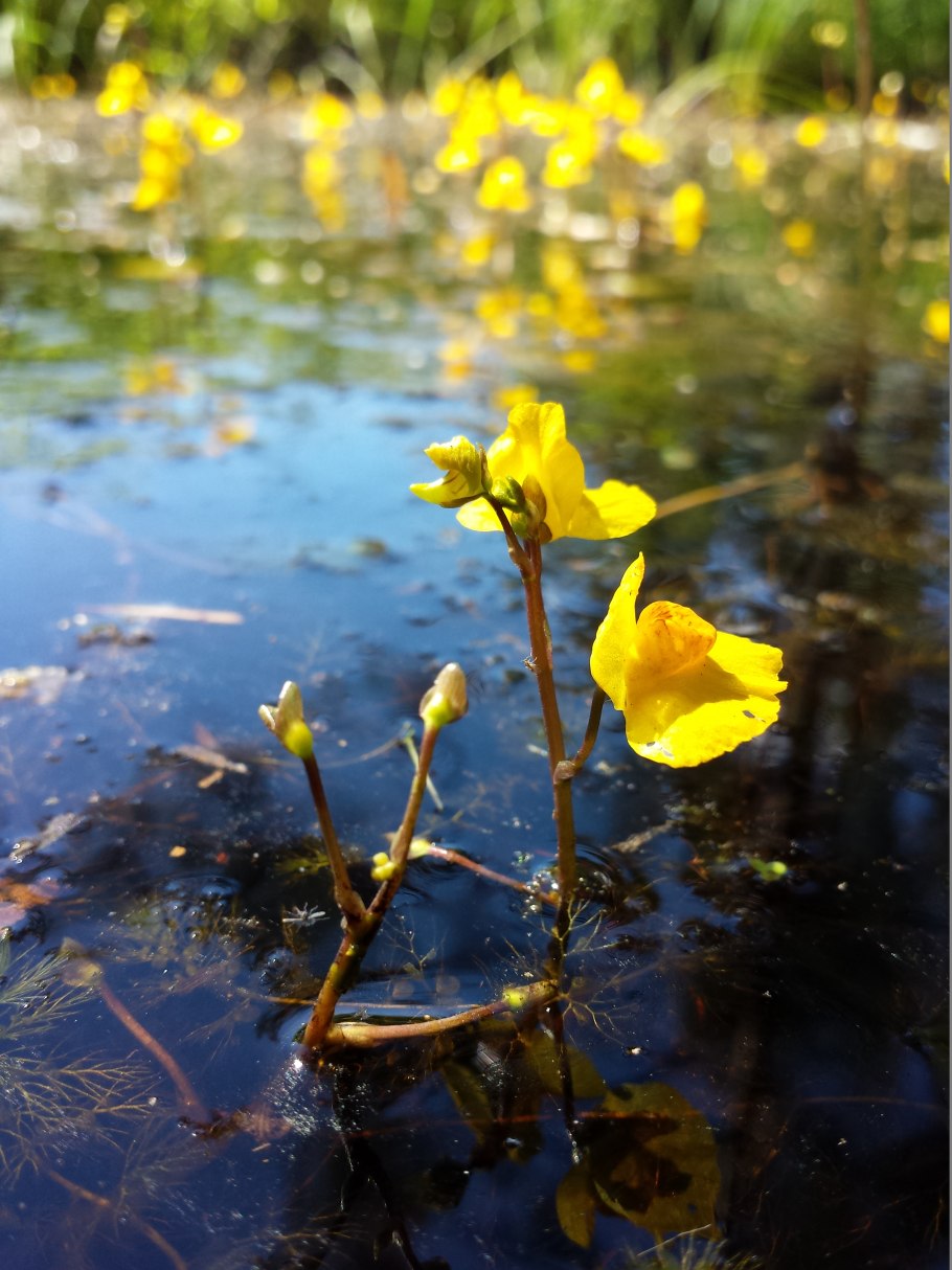 Utricularia australis