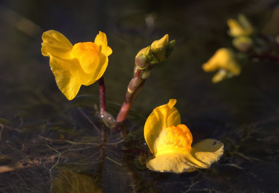 Utricularia vulgaris