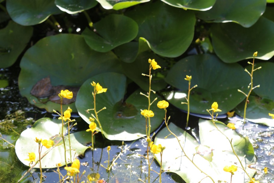 Кубышка многолетнее водное растение семейства кувшинковых