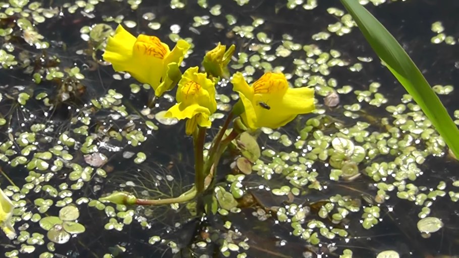 Utricularia vulgaris