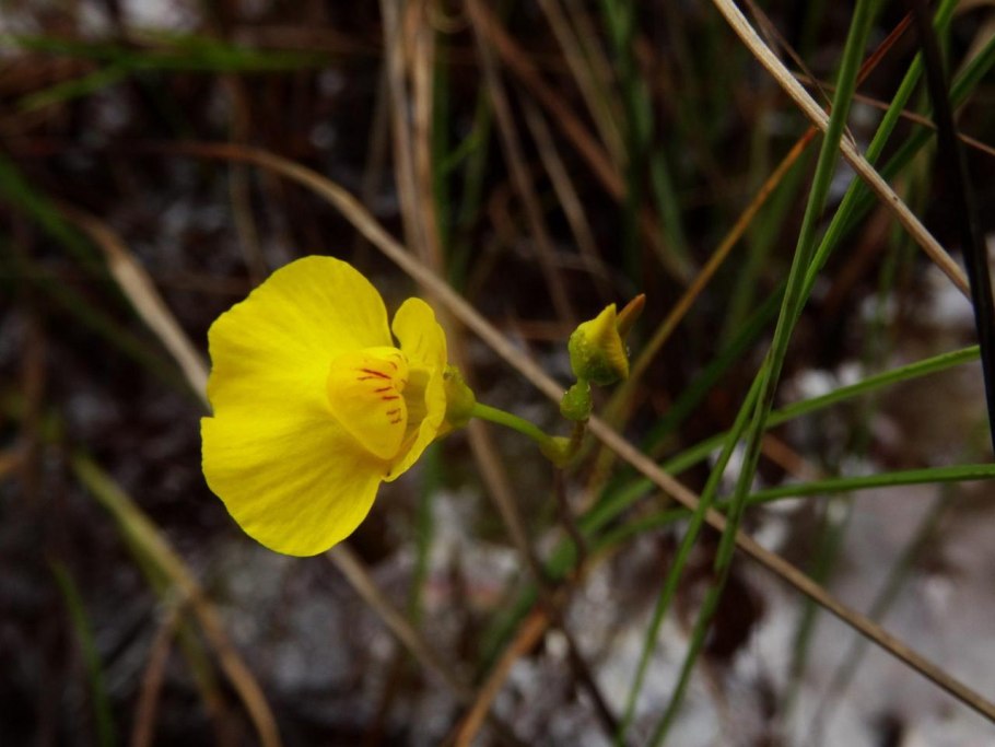Пузырчатка обыкновенная (Utricularia vulgaris)