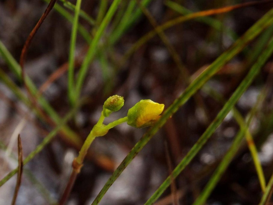 Utricularia sandersonii