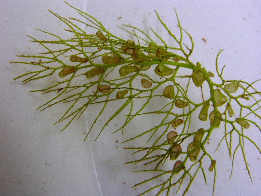 Пузырчатка альдрованда