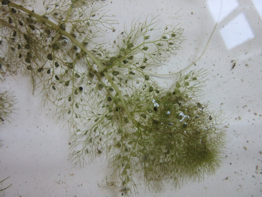 Пузырчатка водоросль