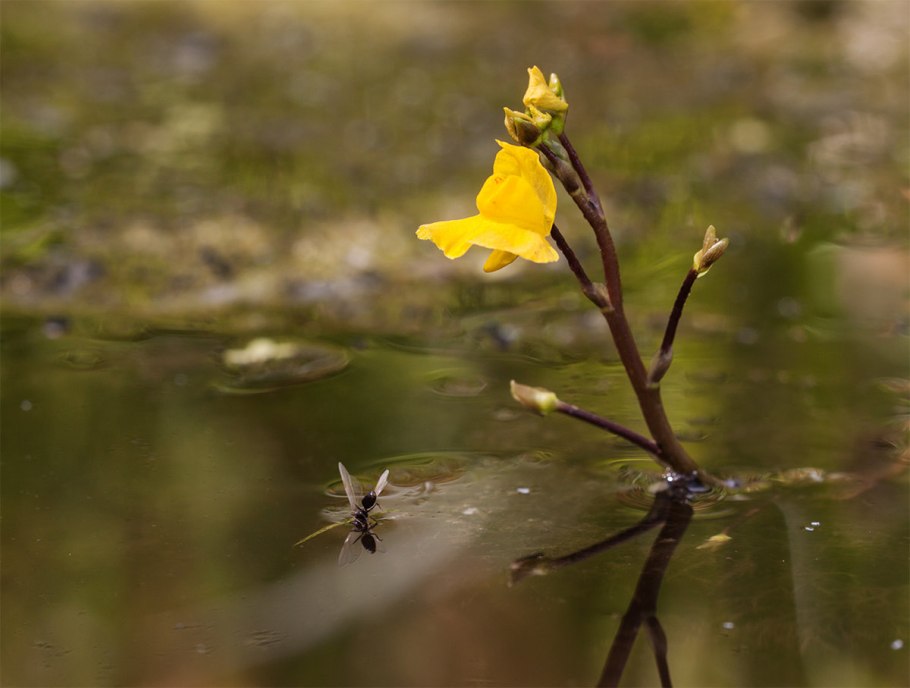 Альдровандру пузырчатую растение хищник