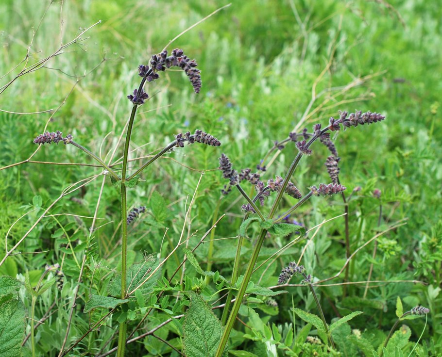 Phlomoides ostrowskiana