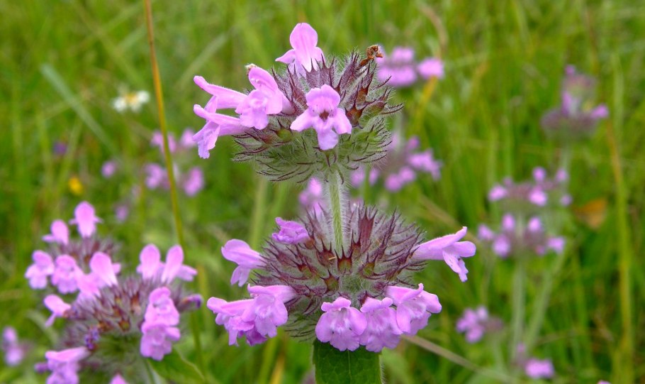 Яснотковые с белыми цветками