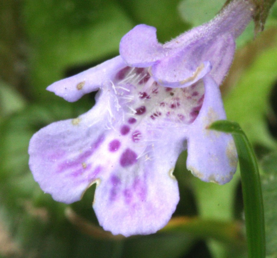 Glechoma hederacea