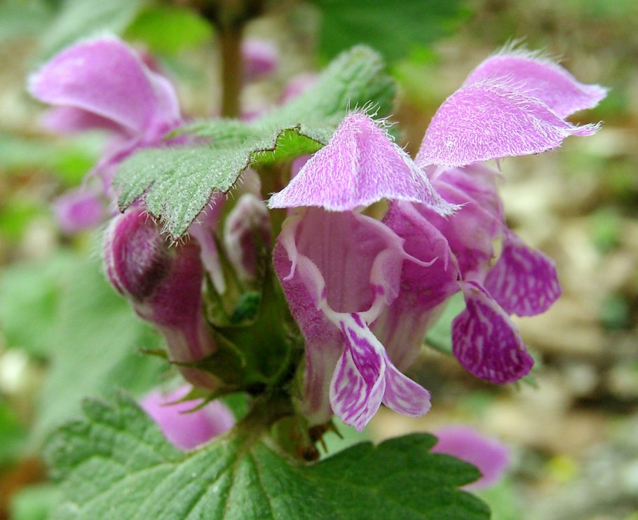Lamium maculatum