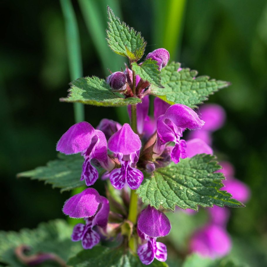 Шалфей Губоцветные