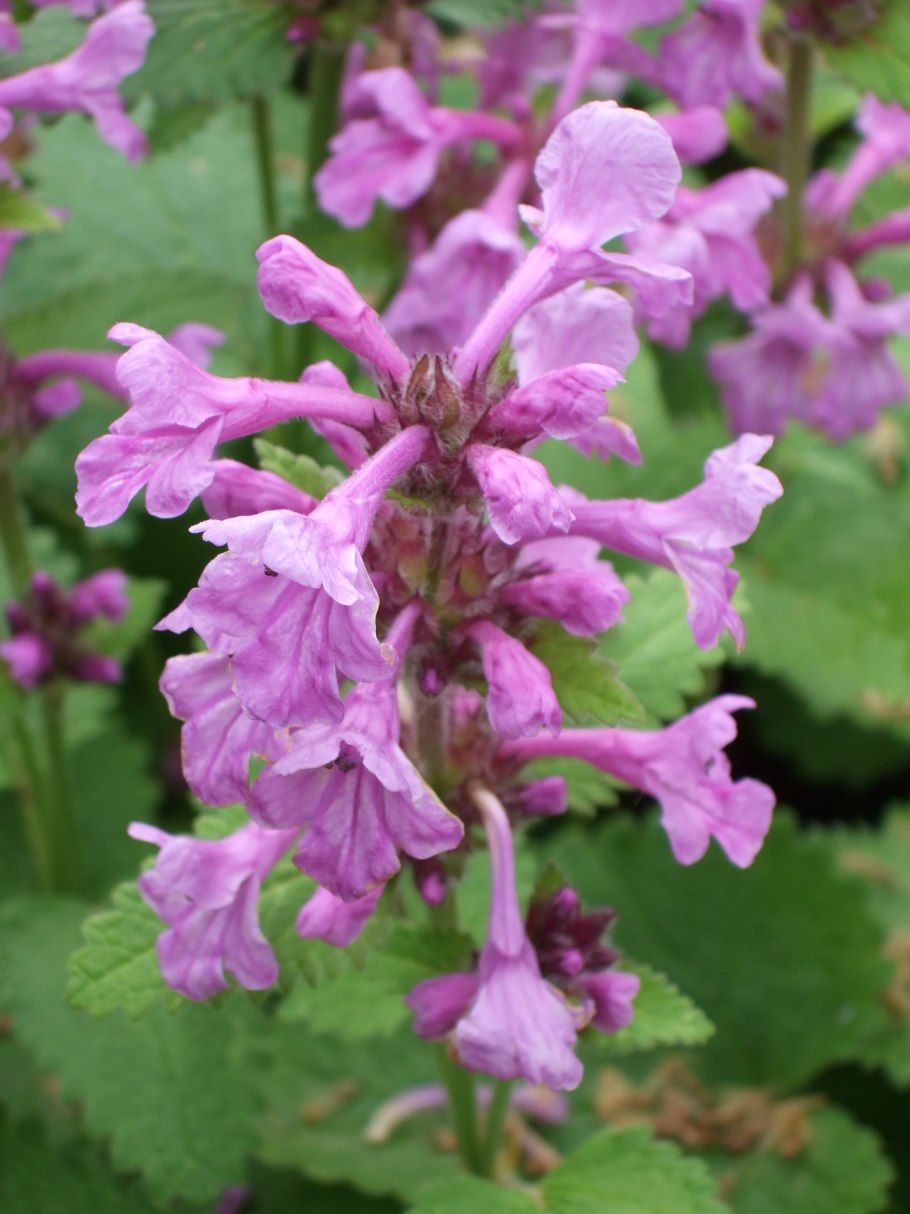 Stachys macrantha