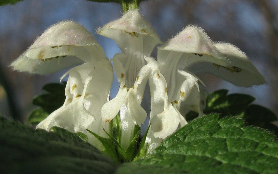 Яснотка белая глухая крапива