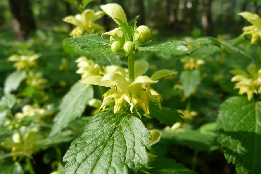 Зеленчук желтый galeobdolon luteum