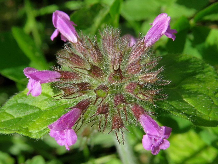 Пахучка обыкновенная (Clinopodium vulgare)