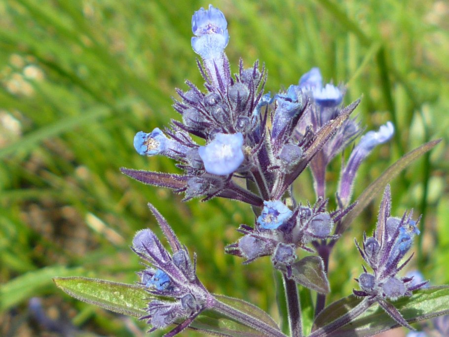 Губоцветные (Lamiaceae)