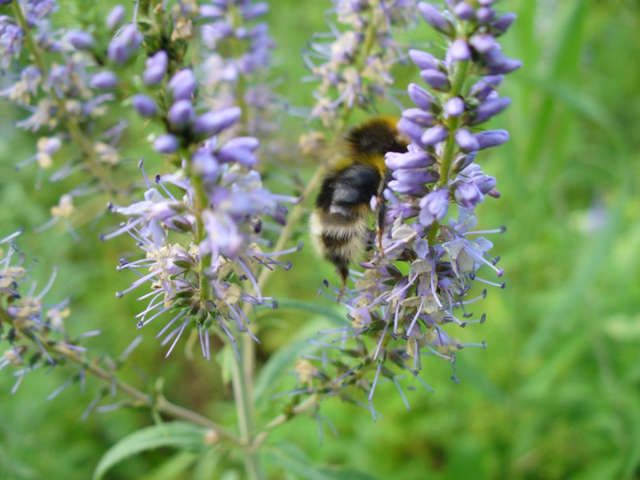 Шмель пчела