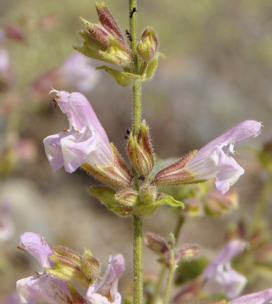 Salvia verticillata