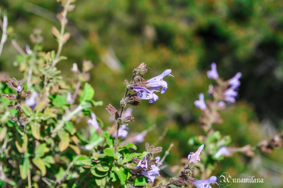 Salvia officinalis