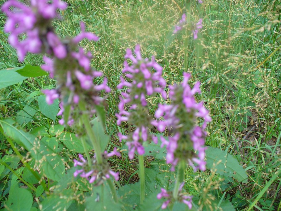 Буквица лекарственная betonica officinalis