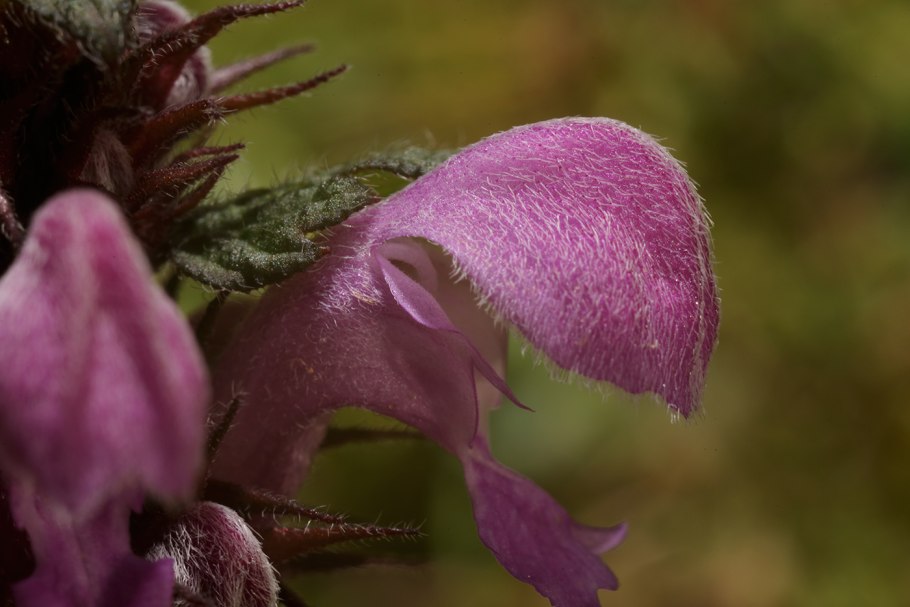 Salvia sclarea