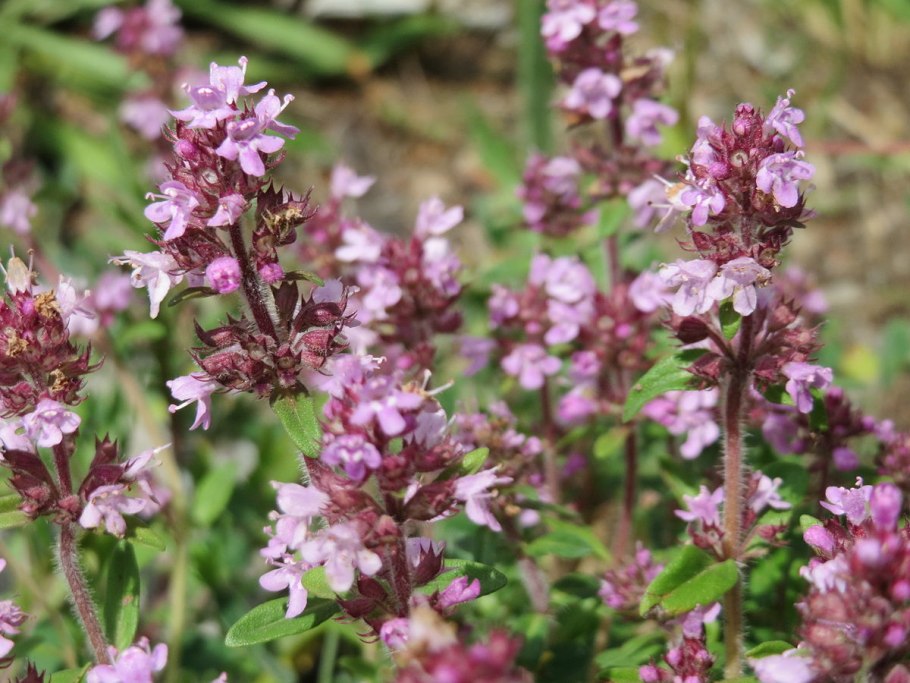 Thymus serpyllum