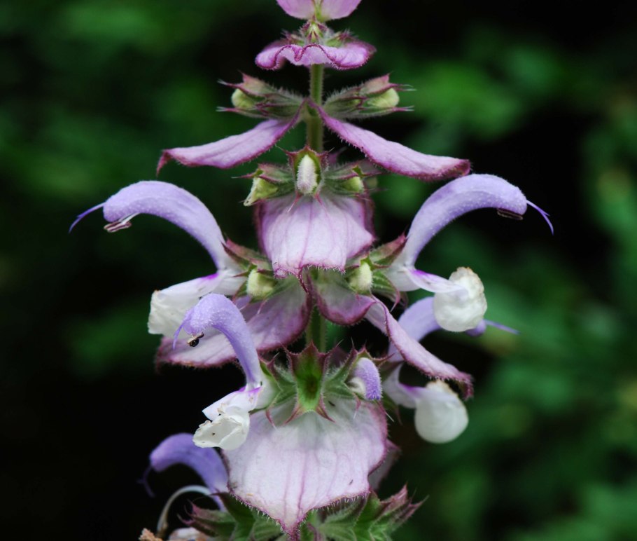 Salvia sclarea