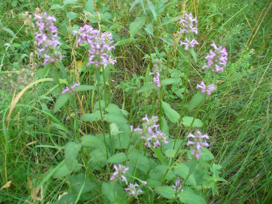 Чистец полевой